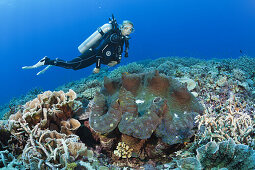 Giant Clam in Coral Reef, Tridacna squamosa, Mary Island, Solomon Islands