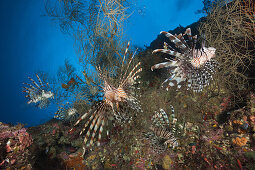 Red Lionfish, Pterois volitans, Marovo Lagoon, Solomon Islands