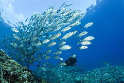 Diver and Shoal of Bigeye Trevally, Caranx sexfasciatus, Mary Island, Solomon Islands