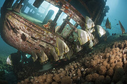 Shoal of Longfin Batfish on small Wreck, Platax teira, Florida Islands, Solomon Islands