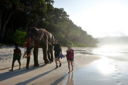 Swimming elephant Rajan coming of the water, snorkelers and guide Mahmut, tour of Barefoot Scuba Diving School, at Beach No. 7, Havelock Island, Andaman Islands, Union Territory, India