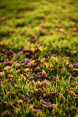 Meadow in autumn with brown oak foliage in the back light, Borke, North Rhine-Westfalia, Germany