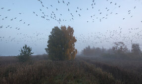Big swarm of gray geese taking off at dawn and flying over a foggy pond landscape - Linum in Brandenburg, north of Berlin, Germany
