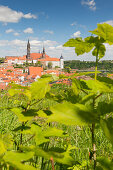 der Meißner Dom und die Albrechtsburg auf dem Burgberg prägen die Silhouette von Meissen, Meißen, Sachsen, Deutschland, Europa