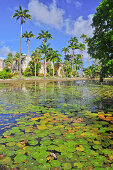 Teich mit Seerosen und Palmen, Codrington College, Condrington Plantation, Barbados, Kleine Antillen, Westindische Inseln, Windward Islands, Antillen, Karibik, Mittelamerika