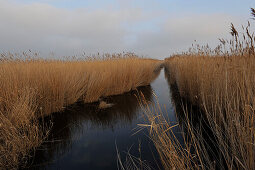 Schilfgürtel am Neusiedler See, Burgenland, Österreich