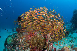 Glasfische in Korallenriff, Parapriacanthus ransonneti, Komodo Nationalpark, Indonesien