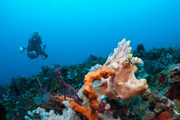 Paddle-flap Scorpionfish, Rhinopias eschmeyeri, Bali, Indonesia