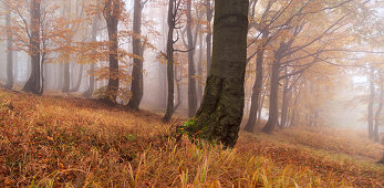 Panorama of a primeval beech forest in autumn with grass in the foreground, Ore Mountains, Ustecky kraj, Czech Republic