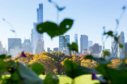 Central Park, grosse Wiese, Sheep Meadow, Herbst, Skyline, Manhattan, New York City, USA, Amerika
