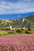 Stupas und Choerten in Tsarang, Charang, tibetische Ortschaft mit buddhistischem Kloster am Kali Gandaki Tal, dem tiefsten Tal der Welt, fruchtbare Felder gibt es in der Hochwueste nur durch ein ausgekluegeltes Bewaesserungssystem, Mustang, Nepal, Himalay