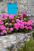 Blauer Fensterladen mit Hortensien, Landhaus, Weiler Menesguen, Cap de la Chevre, Halbinsel Crozon, Finistère, Bretagne, Frankreich