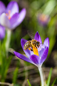 Honigbiene an Krokous-Blüte im Garten, Apis mellifera, Bayern, Deutschland