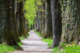 Oaks, Alley in spring, Kottmueller-Allee, Murnau, Upper Bavaria, Germany