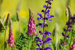 Blumenwiese mit Wiesensalbei Salvia pratensis, und Saat-Esparsette, Onobrychis viciifolia, Oberbayern, Deutschland