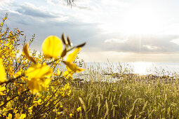 Flowers and grass along the Mediterranean coast, Peroj, Istria, Croatia