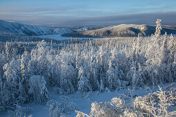 Schneebedeckte Bäume am Fluss Yukon, Yukon-Koyukuk Census Area, Alaska, USA