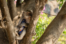 Monkey on a tree clutching a stolen water bottle, Bali, Indonesia