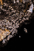 FledermausKolonie vor Höhleneingang, nähe Padangbay, Bali, Indonesien