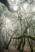 mit Moos behangene, wild wüchsige Bäume im Nebelwald des Parque Nacional de Garajonay, La Gomera, Kanarische Inseln, Kanaren, Spanien