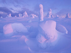 Snowy forest and strong frozen trees in pink dawn in winter, Riisitunturi National Park, Kuusamo, Lapland, Finland, Scandinavia