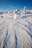 Snowy forest with strong frozen trees with a blue sky and sun light in winter, Riisitunturi National Park, Kuusamo, Lapland, Finland, Scandinavia