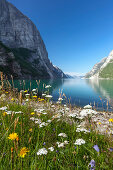 Blühenden Blumen unter blauem Himmel und der Lysefjord im unscharfen Hintergrund, Rogaland, Norwegen, Skandinavien