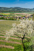 blooming fruit trees, Merdingen, near Freiburg im Breisgau, Black Forest, Baden-Wuerttemberg, Germany