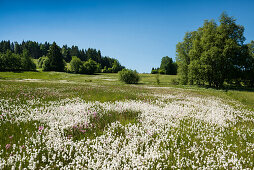 flower meadow, Wittenschwand, Dachsberg, Hotzenwald, Black Forest, Baden-Wuerttemberg, Germany