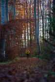 Young man running on a trail through a forest, Allgaeu, Bavaria, Germany