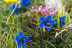 Gentians flower in Spring on the alpine meadows of the Campo Imperatore
