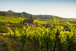 Church within the vineyards, Gothic fortified church of Saint-Jacques, Hunawihr, Alsace, France