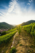 Village with castle ruins in the vineyards, Ribeauvillé, Haut-Rhin, Alsace, France