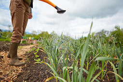 Woman watering garden leek