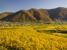 Weinberge bei Weißenkirchen in der Wachau, Wachau, Niederösterreich, Österreich