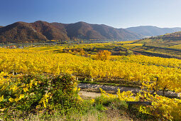 Weinberge bei Weißenkirchen in der Wachau, Wachau, Niederösterreich, Österreich