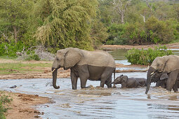 Elefanten durchqueren eine Wasserstelle im Krüger Nationalpark, Südafrika, Afrika