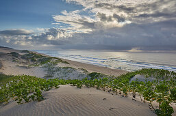 Mit Sukkulenten bewachsene Dünen an der Küste am Indischen Ozean im iSimangaliso-Wetland Park, Südafrika, Afrika