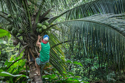 Young man climbing up a palm tree, Sao Tome, Sao Tome and Principe, Africa