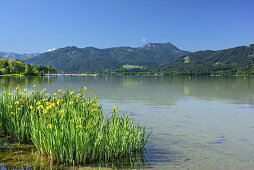 Tegernsee mit blühenden Lilien im Vordergrund und Hirschberg im Hintergrund, Tegernsee, Bayerische Alpen, Oberbayern, Bayern, Deutschland