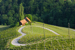 Herzerlstrasse an der slowenischen Grenze zu Österreich, Südsteirische Weinstrasse, Slowenien