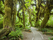 Hall of Mosses, Hoh Rainforest, Olympic National Park, Washington, USA