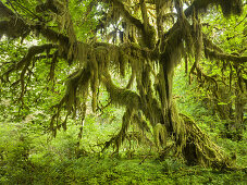 alter Ahorn, Hall of Mosses, Hoh Rainforest, Olympic National Park, Washington, USA