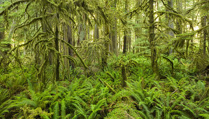 Hoh Rainforest, Olympic National Park, Washington, USA