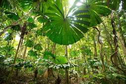 Fächerpalmen im Tieflandregenwald im Daintree National Park, Queensland, Australien