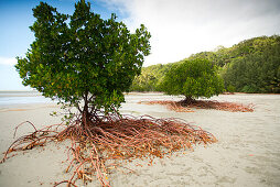 Mangroven entlang der Küste des Daintree Nationalparks, vom Bloomfield Track aus gesehen, Queensland, Australien