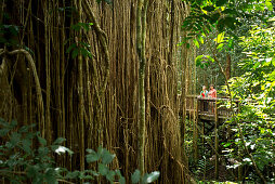 Der Curtain Fig Tree, ein gewaltiger Feigenbaum, ist eine der Attraktionen im tropischen Hochland des Atherton Tableland, Queensland, Australien