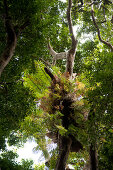 Regenwald mit Korbfarn am Ufer des Lake Echam, Queensland, Australien