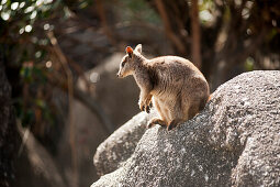 In the private reserve of Granite Gorge visitors come face to face with the rare Mareeba rock wallabies, Atherton Tablelands, Queensland