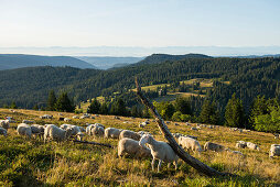 flock of sheep, Feldberg, Black Forest, Baden-Wuerttemberg, Germany